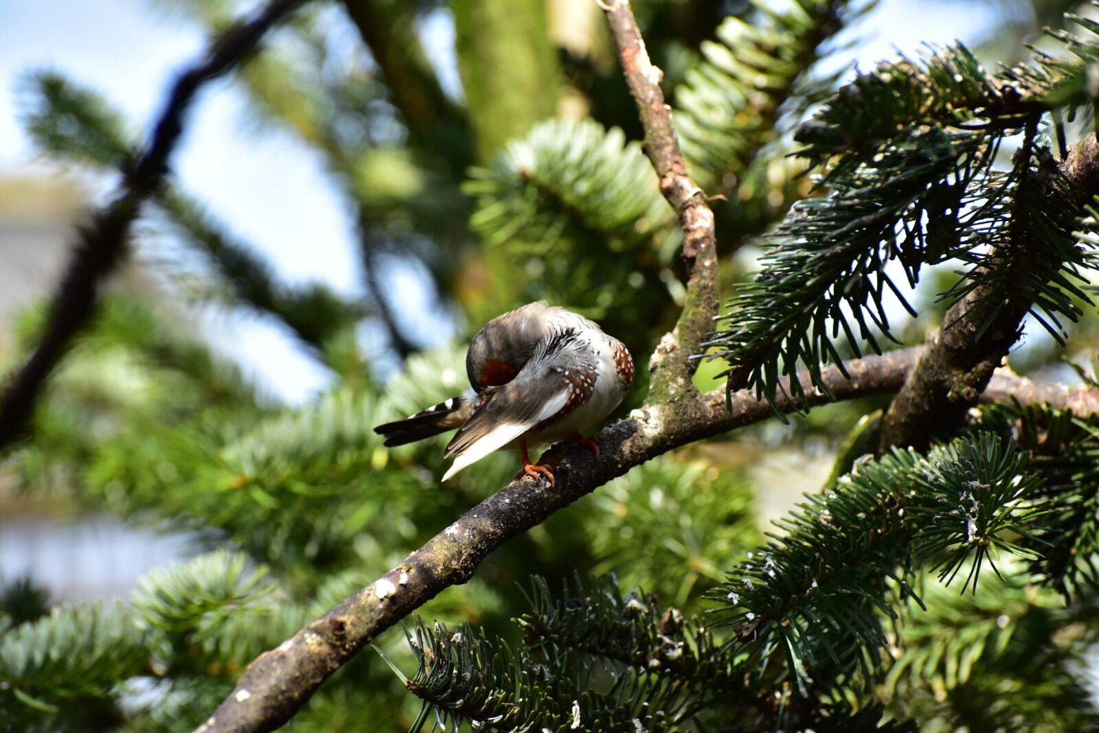 Nikon D750 sample photo. Zebra finch, little bird photography