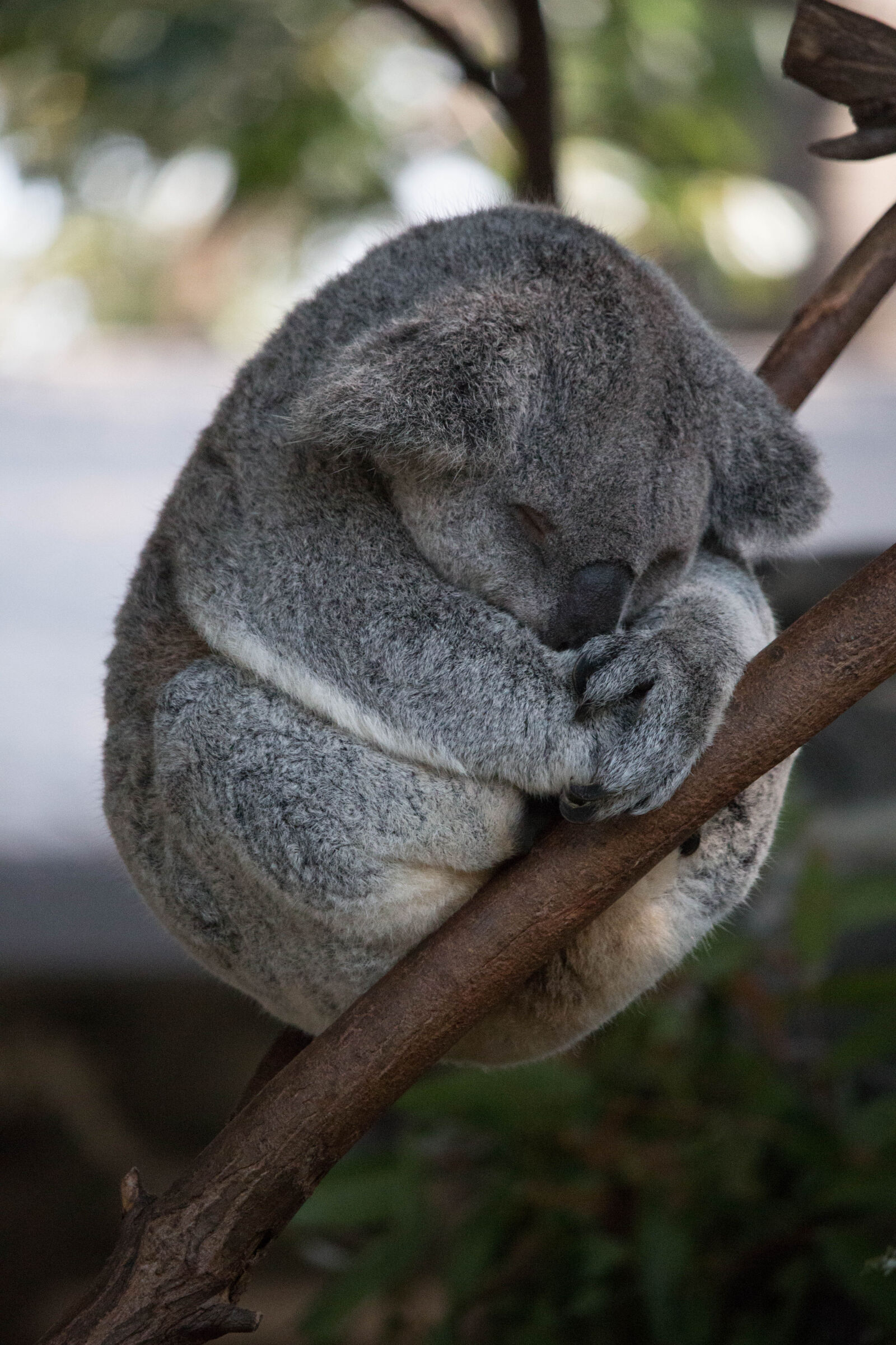 Canon EOS 70D + Canon EF-S 55-250mm F4-5.6 IS STM sample photo. Cute, koala, sleeping photography