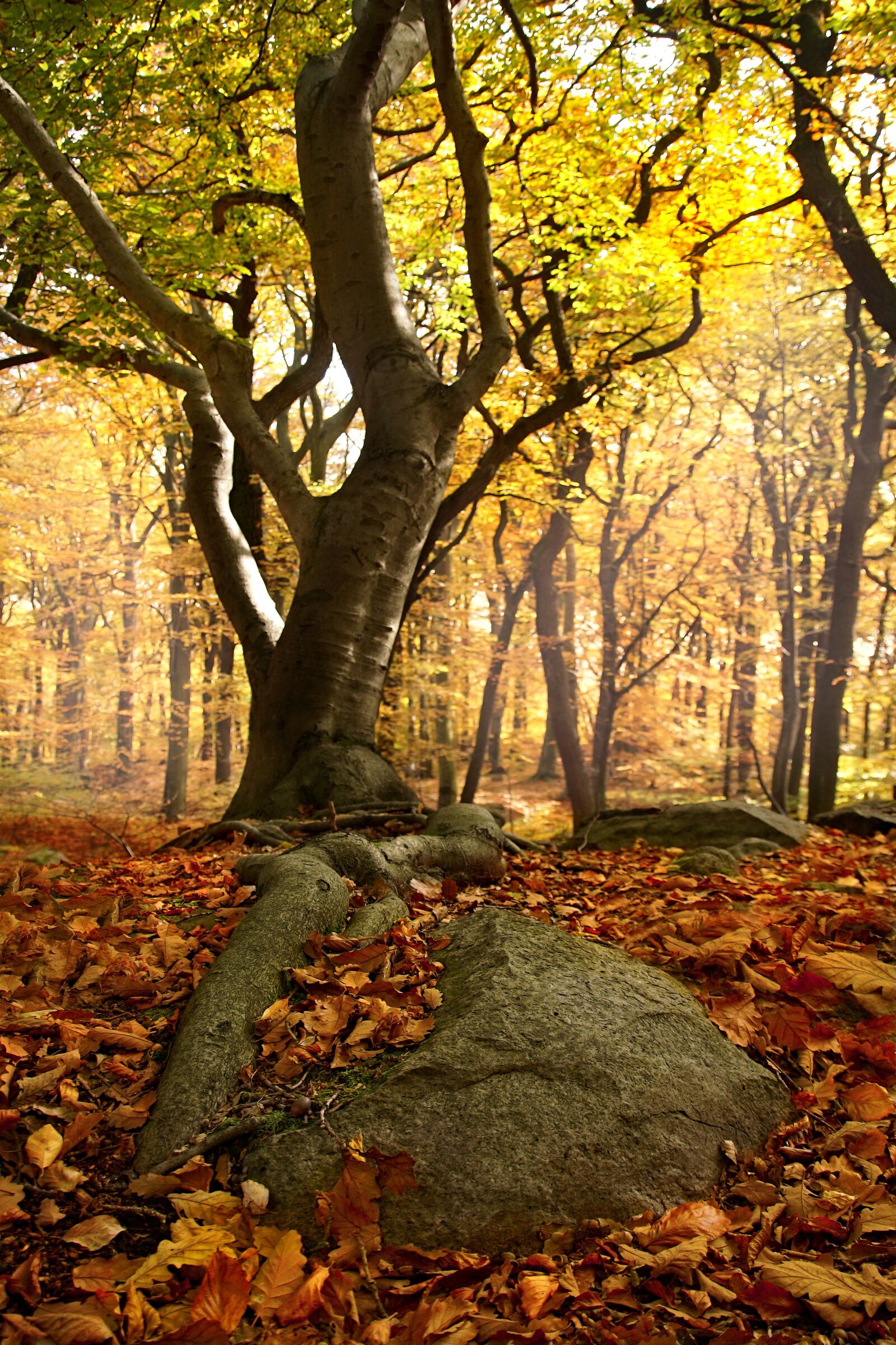 Sony ILCA-77M2 sample photo. Beech forest, roots, forest photography