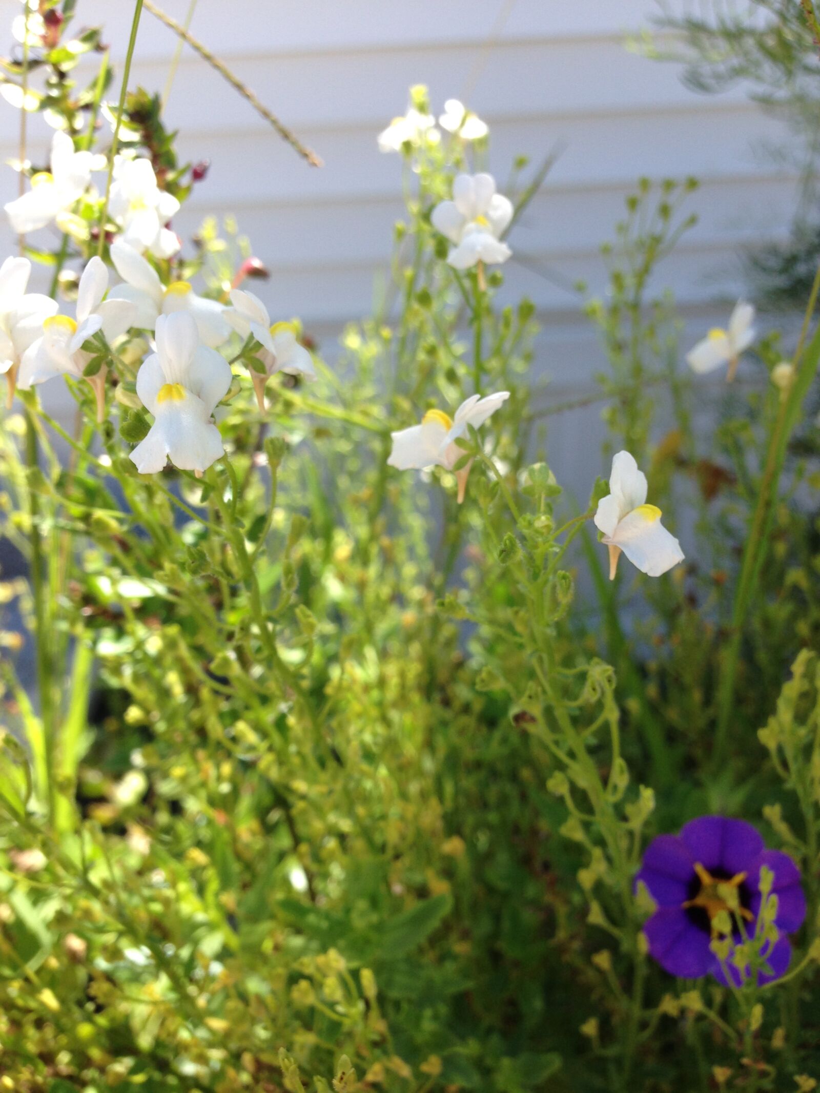 Apple iPhone 5c sample photo. White, flowers photography