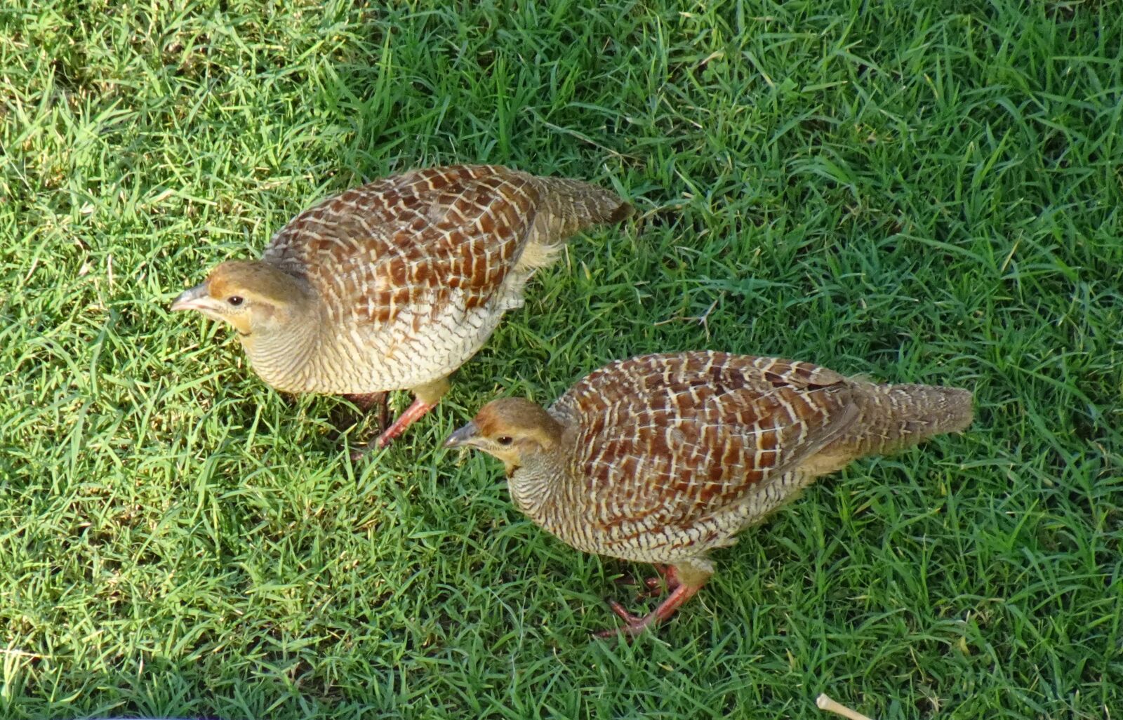 Sony DSC-WX800 sample photo. Bird, grey francolin, francolinus photography