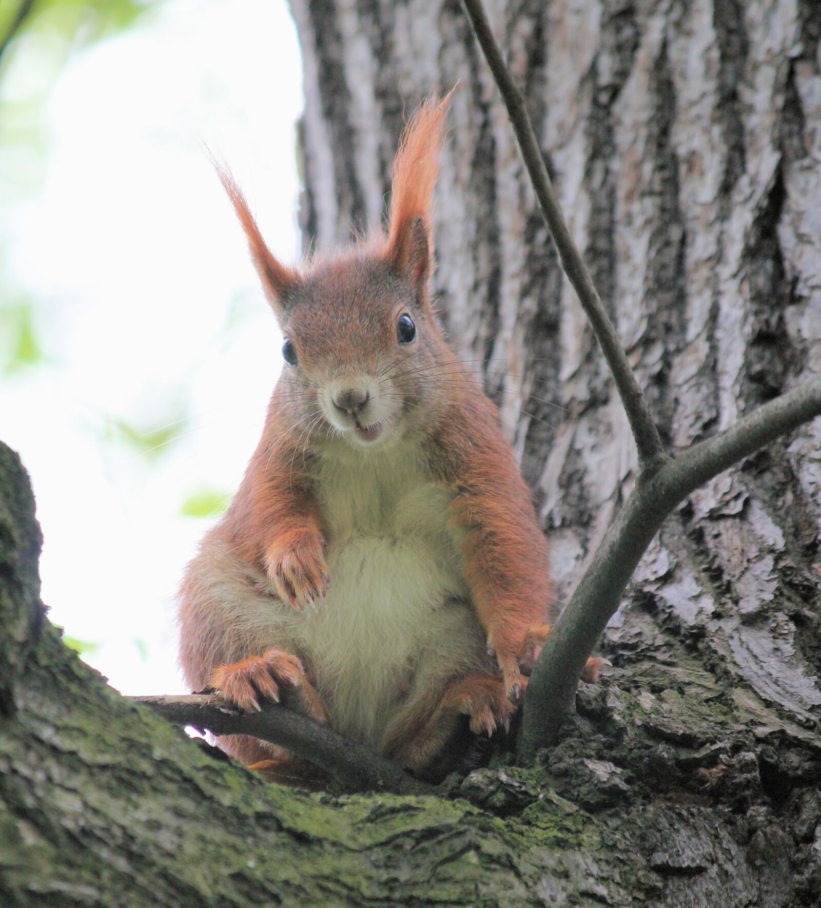 Canon EOS 550D (EOS Rebel T2i / EOS Kiss X4) sample photo. The squirrel, rodent, tree photography