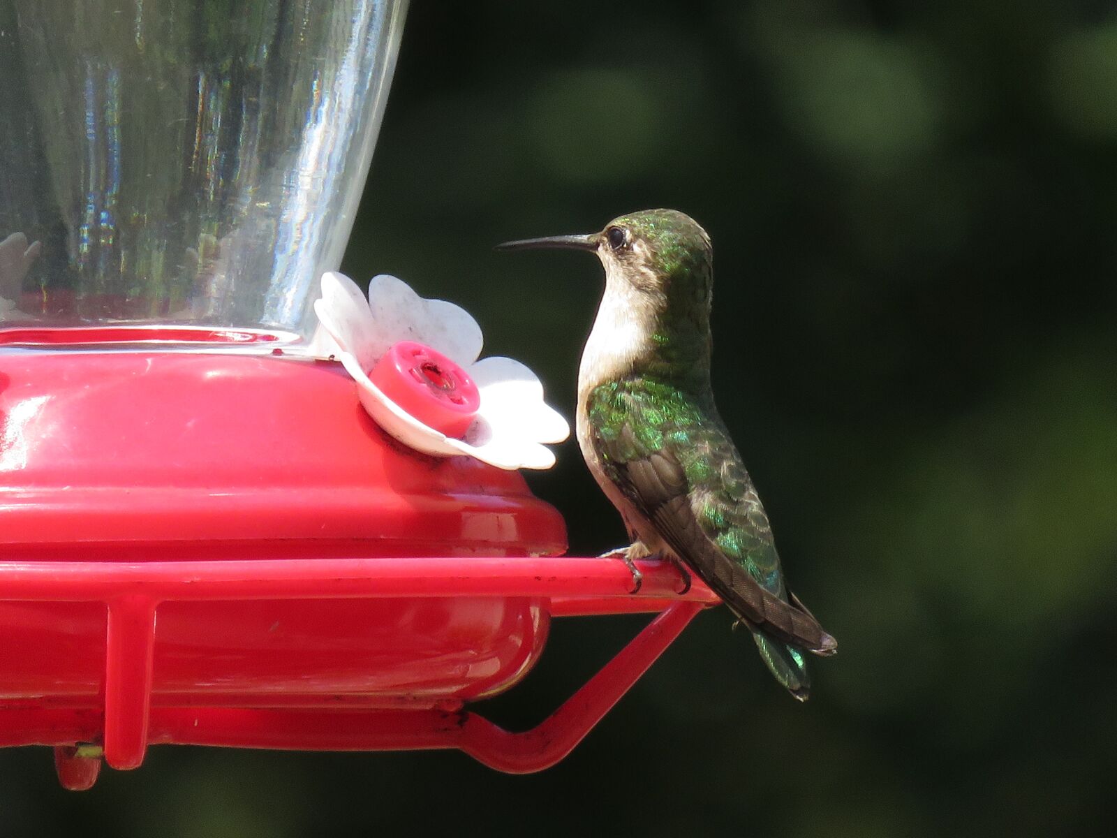 Canon PowerShot SX710 HS sample photo. Hummingbird, feeder, wildlife photography