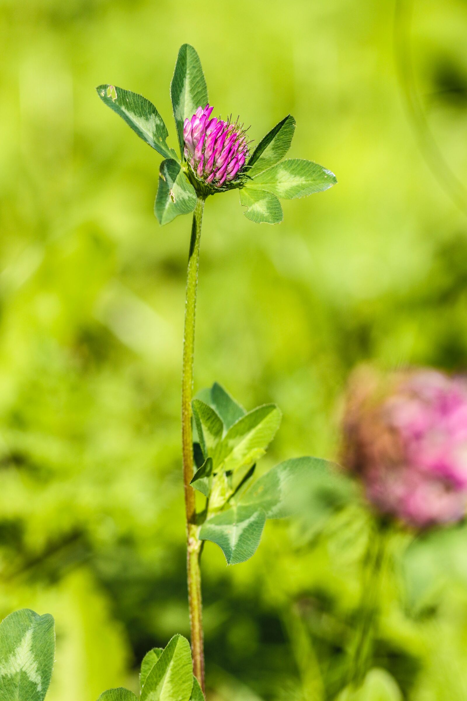 Canon EOS 7D Mark II sample photo. Wildflower, flower, summer flower photography