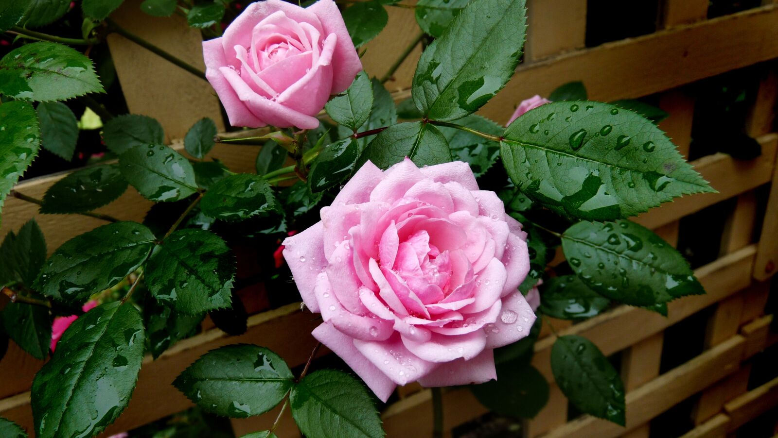 Panasonic Lumix DMC-FZ28 sample photo. Rose, flowers, pink photography