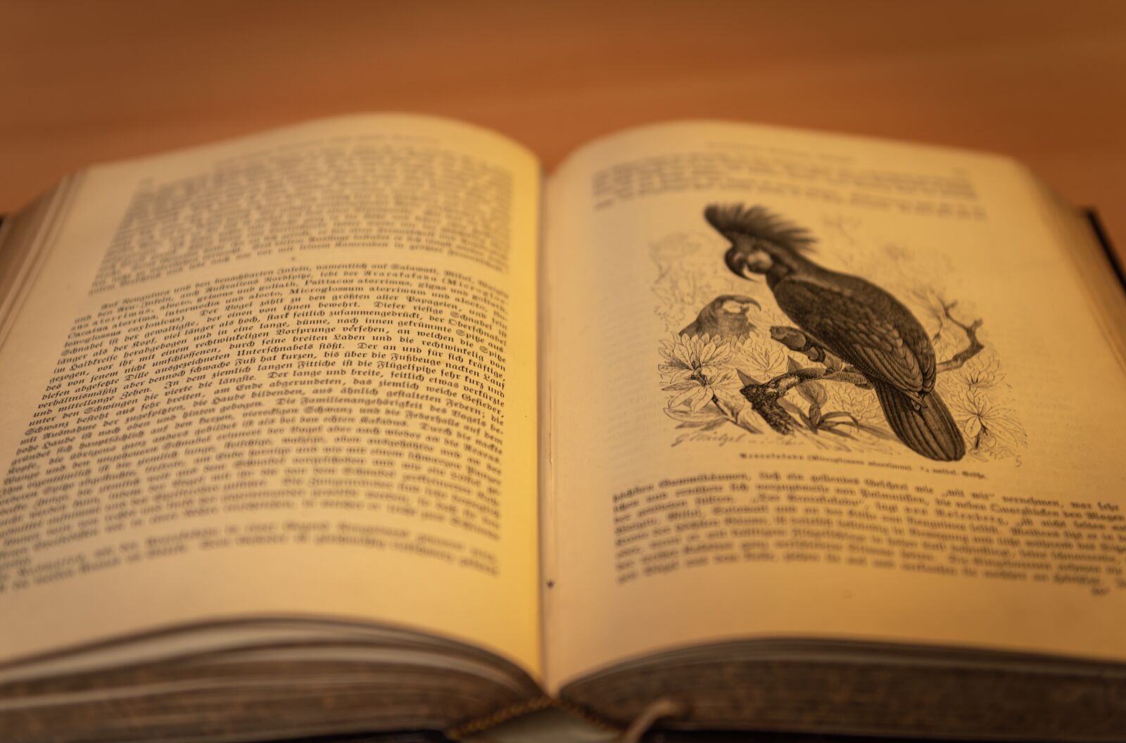 Nikon D750 sample photo. Book, antique, book stack photography