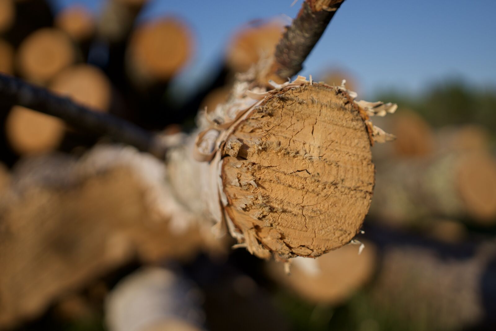 Sony a6300 + Sigma 30mm F2.8 EX DN sample photo. Wood, lumber, logs photography
