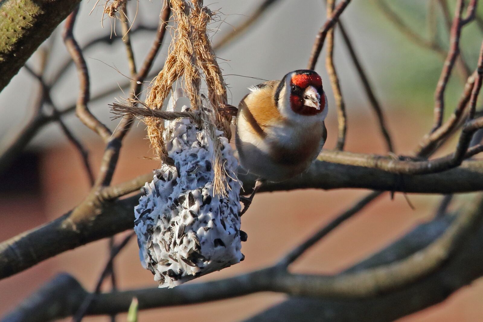 Canon EOS 80D sample photo. Stieglitz, bird, songbird photography