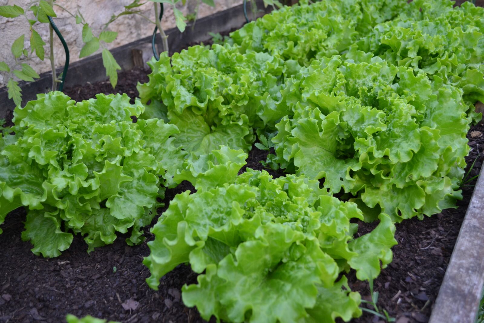 Nikon D3100 sample photo. Vegetable garden, batavia, lettuce photography