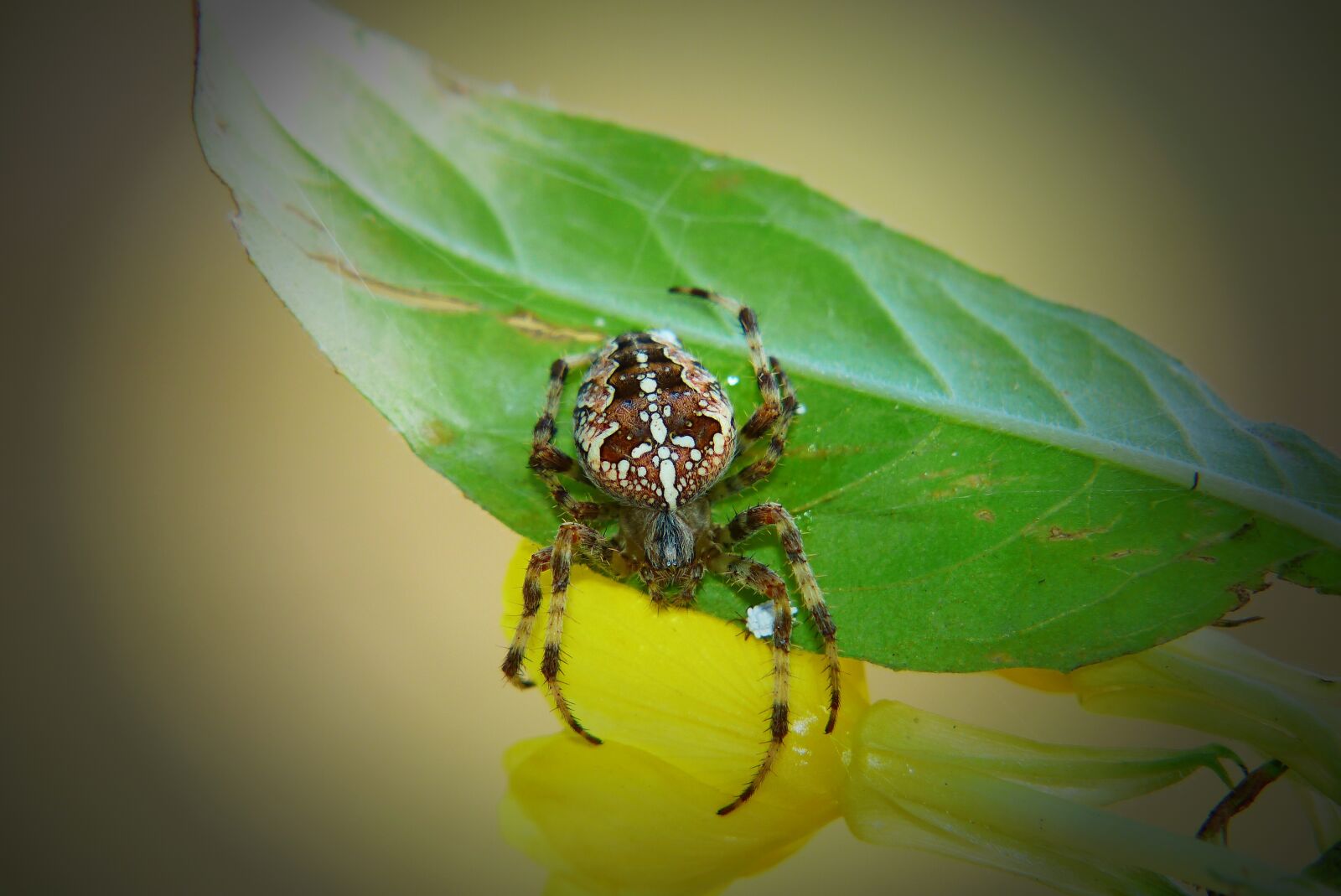 Panasonic Lumix DMC-FZ200 sample photo. Crusader garden, female, spider photography