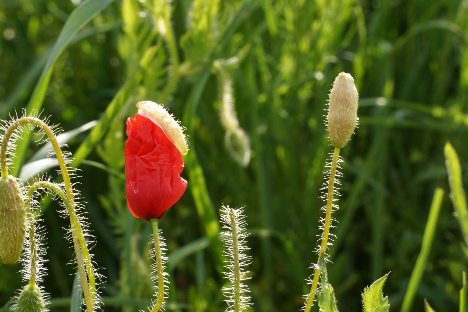 Sony Alpha NEX-7 sample photo. Poppy, flower, red photography
