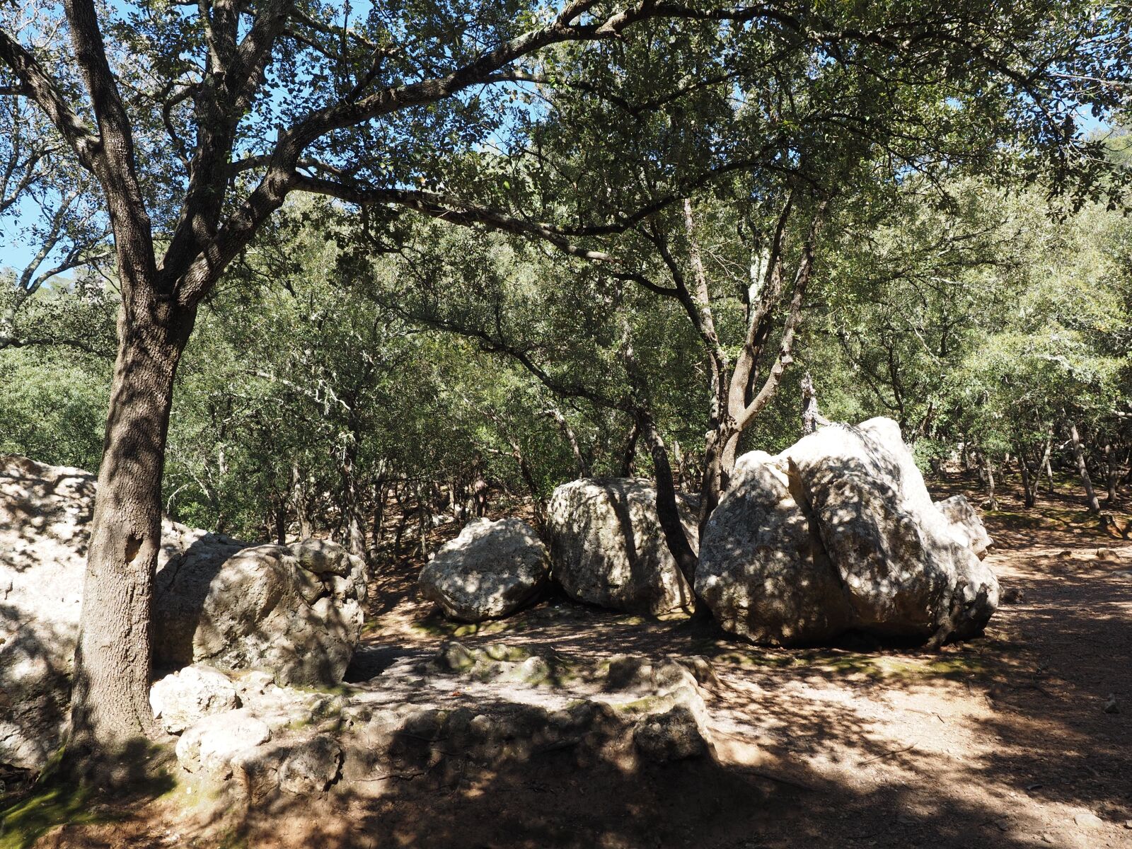 Olympus OM-D E-M1 + Olympus M.Zuiko Digital ED 12-40mm F2.8 Pro sample photo. Oak forest, trees, rock photography