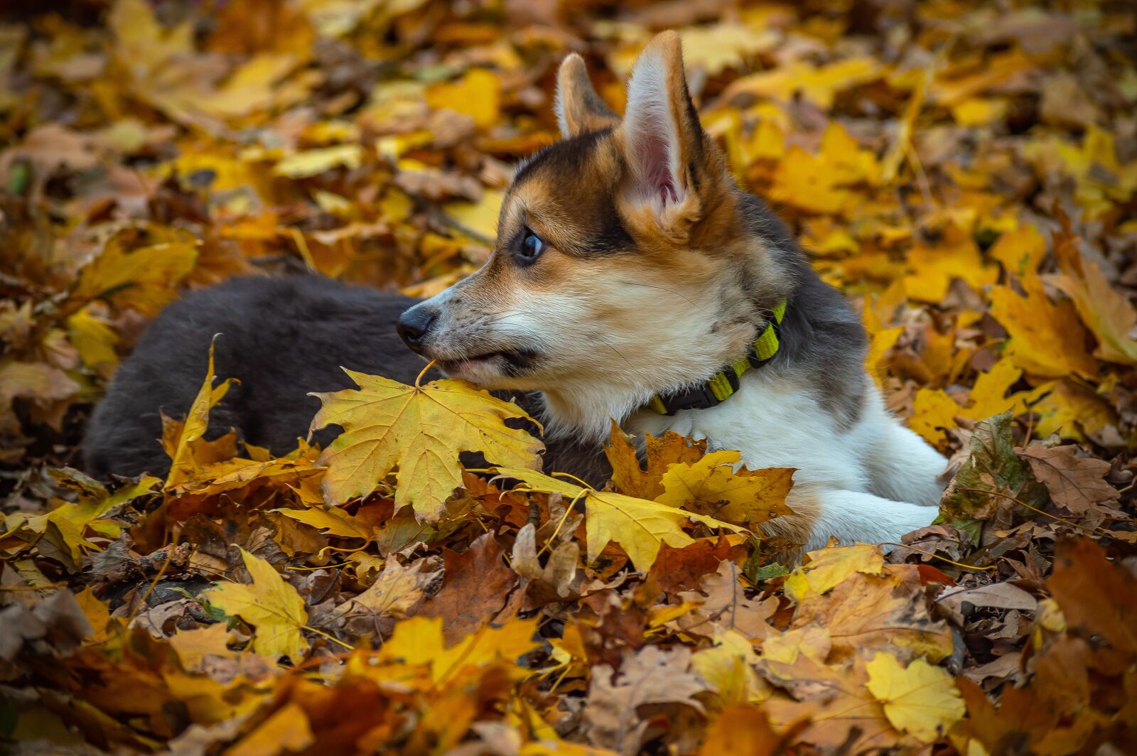 Nikon D3200 sample photo. Welsh corgi pembroke, corgi photography