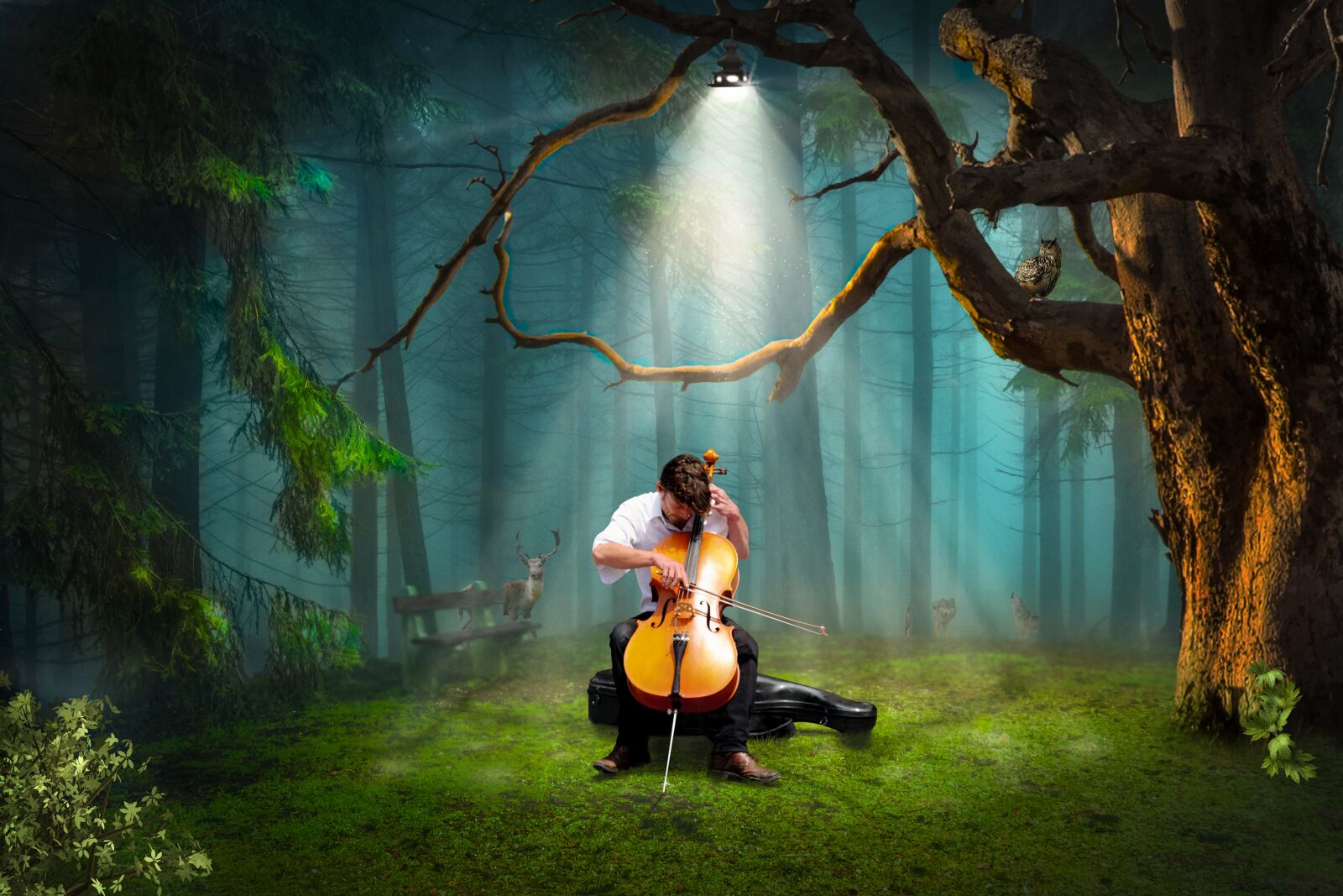 Canon EOS 650D (EOS Rebel T4i / EOS Kiss X6i) sample photo. Light, cello, music photography