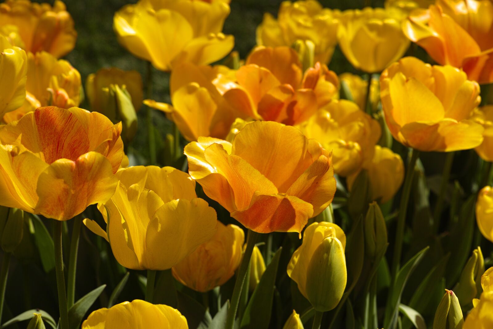 Sigma DP3 Merrill sample photo. Tulips, flower, detail photography