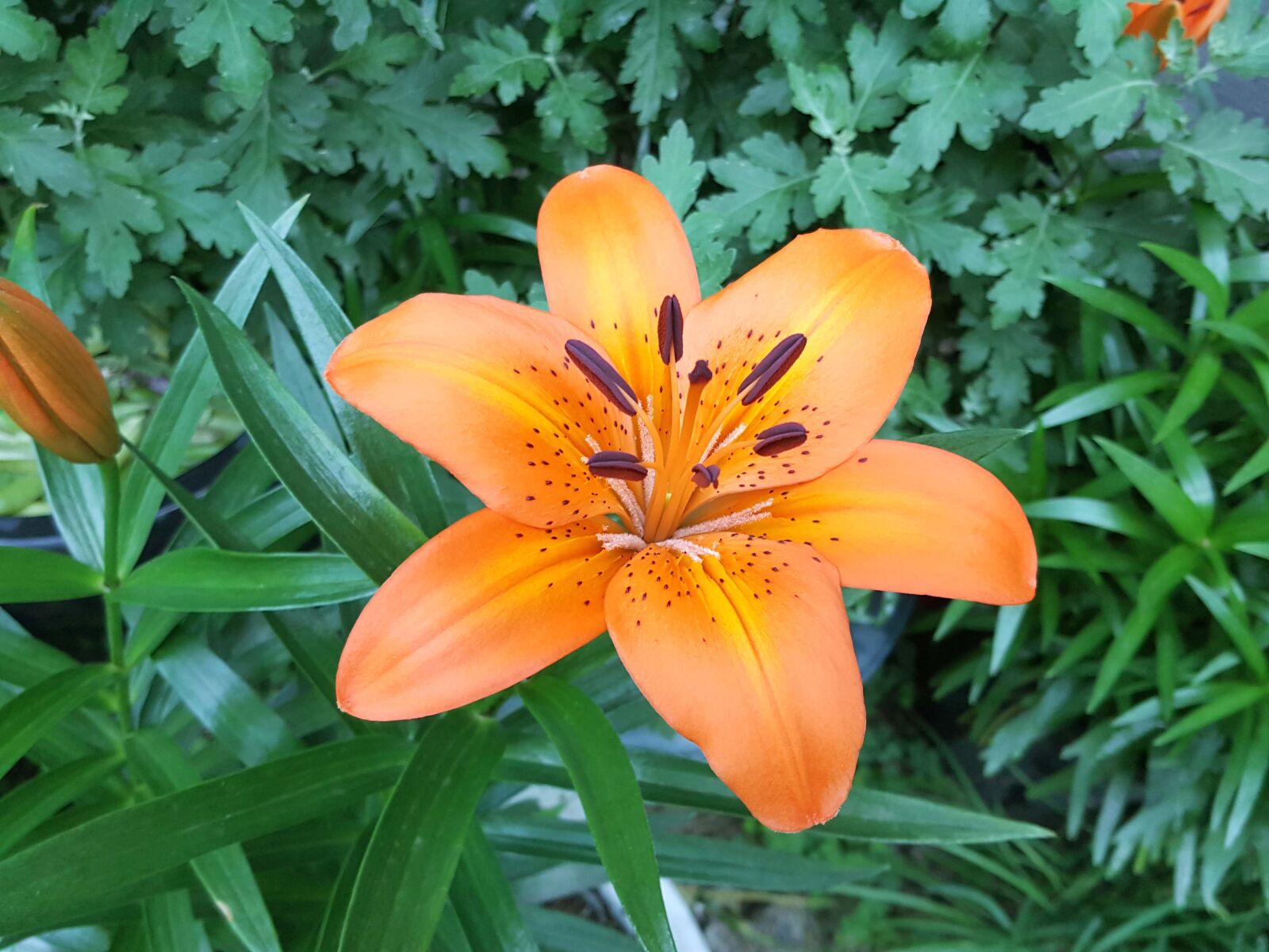 Samsung Galaxy Note5 sample photo. Cluster, lily, the orange photography