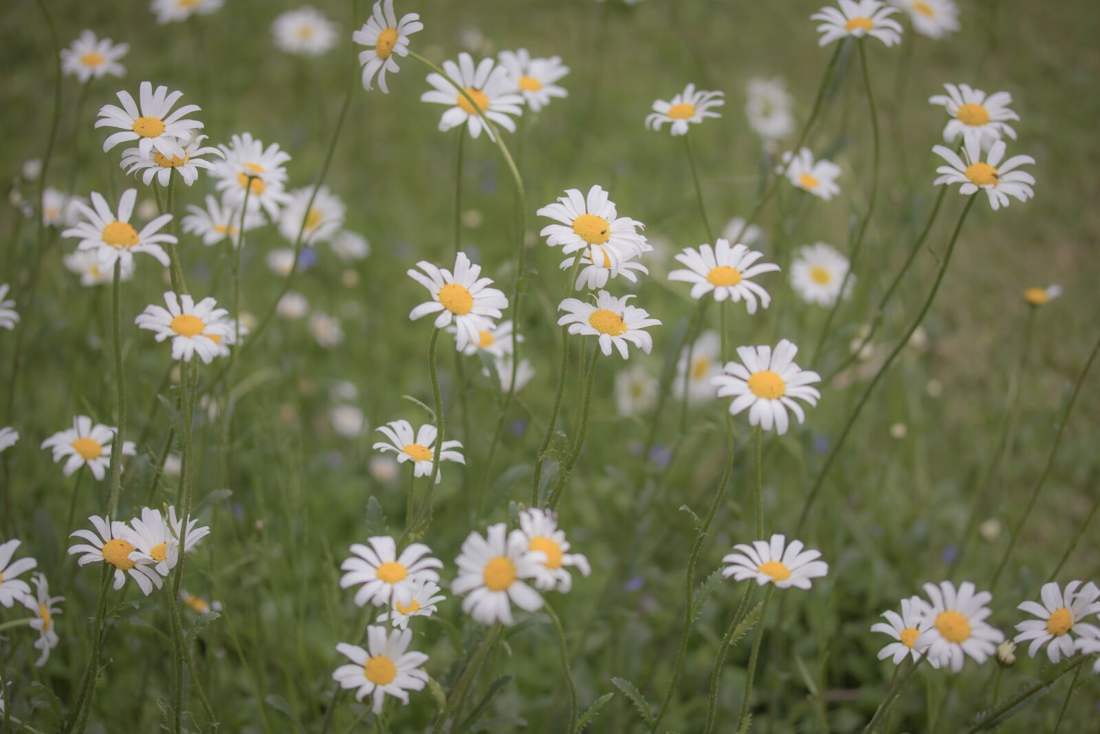 Canon EF-S 60mm F2.8 Macro USM sample photo. Flower meadow, flower, meadow photography