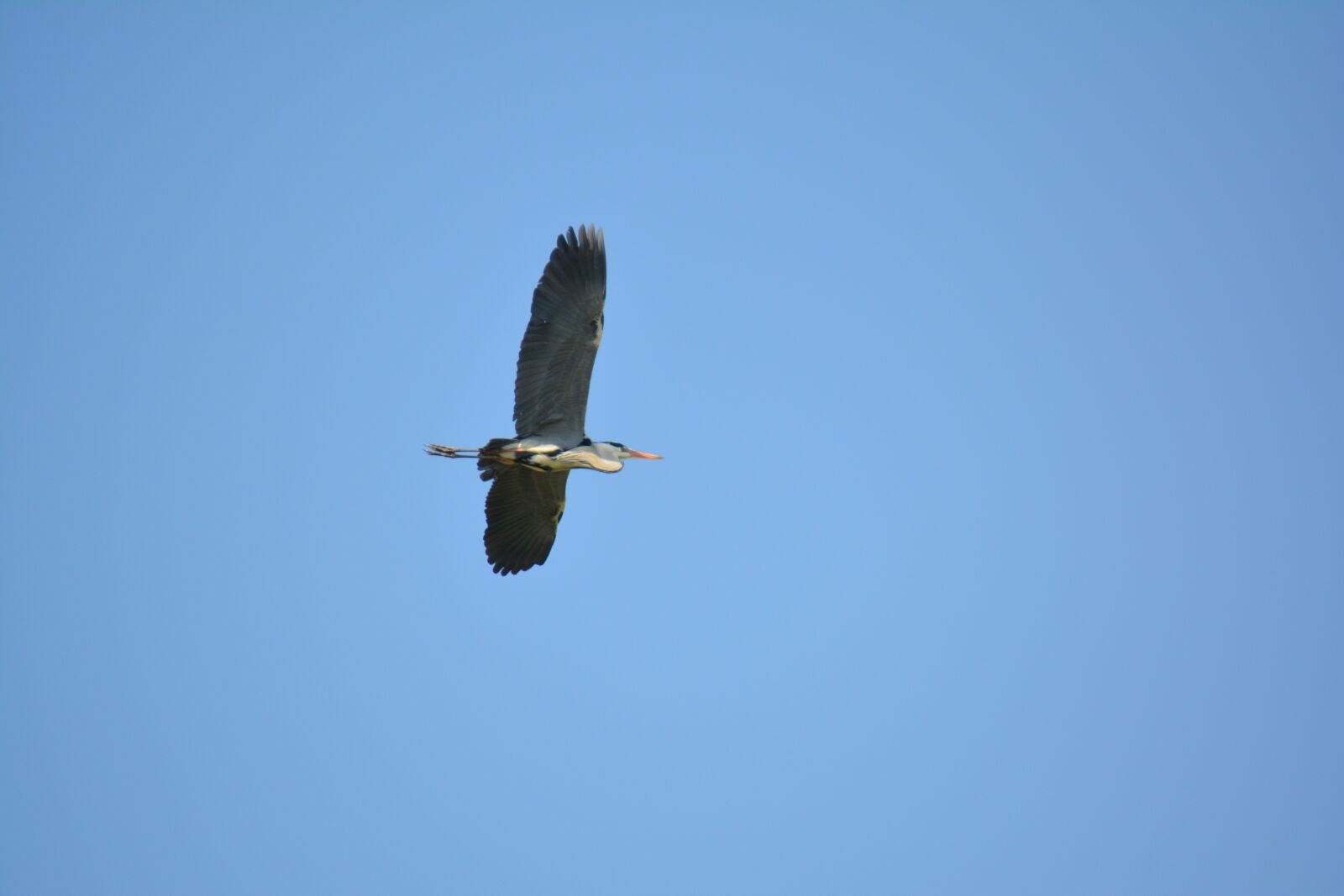 Nikon D5200 sample photo. Heron, birds, reserve torrile photography