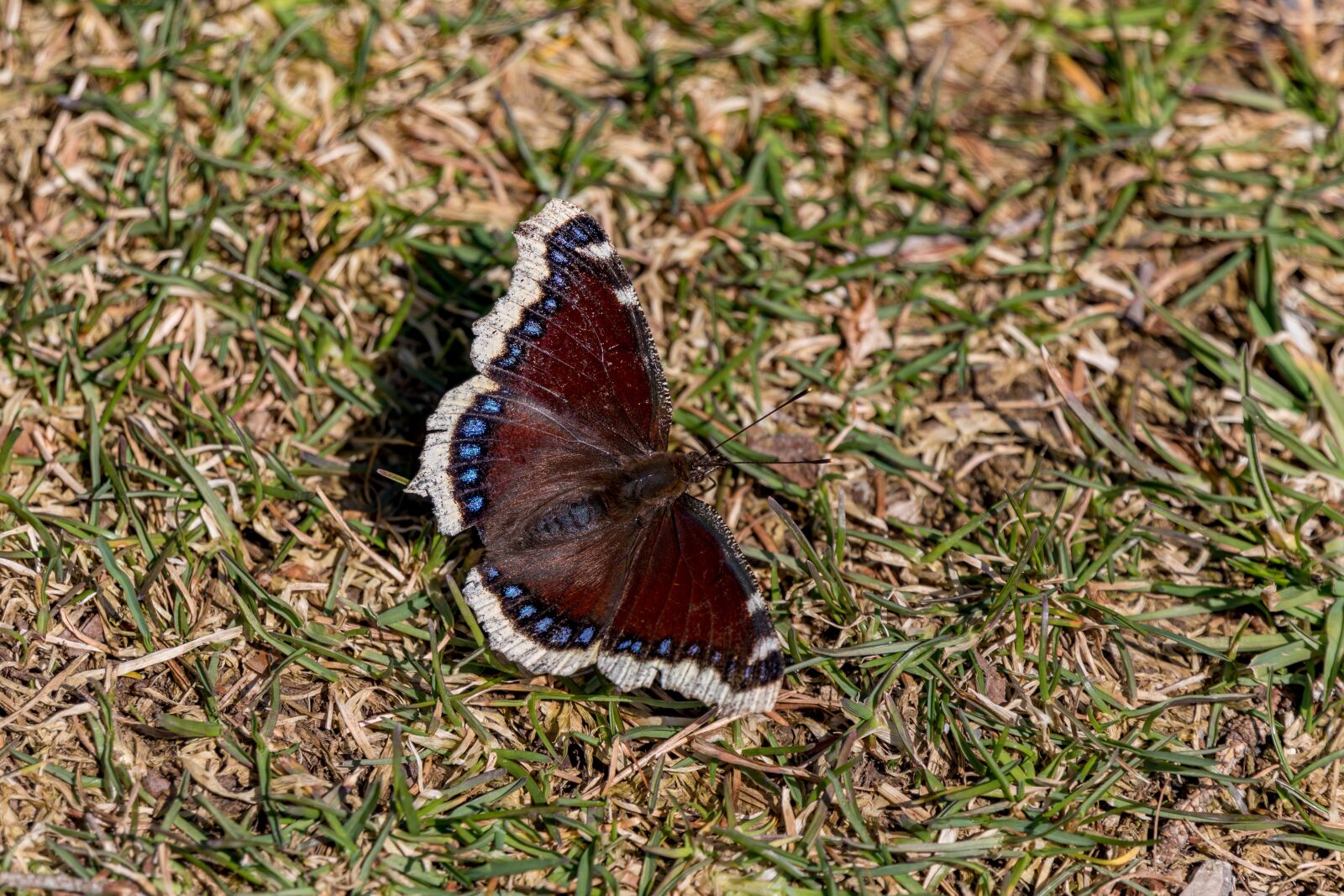 Tamron 28-300mm F3.5-6.3 Di VC PZD sample photo. Butterfly, a mourning cloak photography
