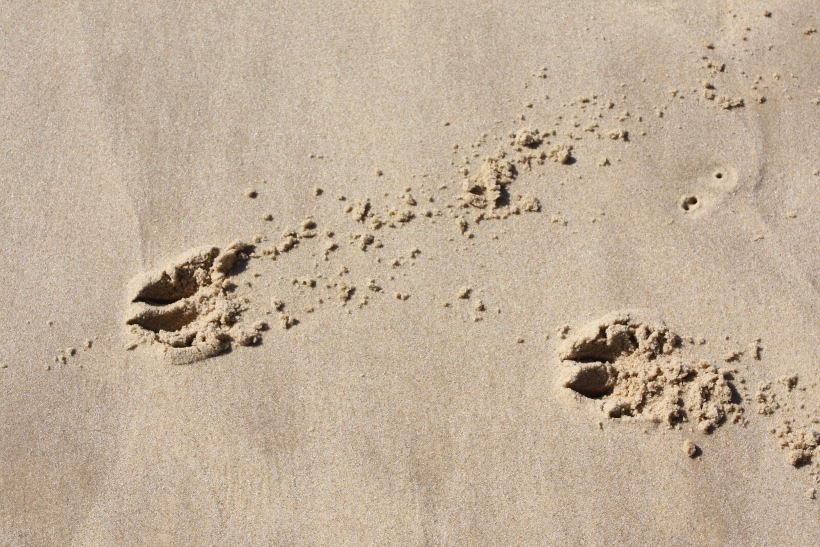 Canon EOS 450D (EOS Rebel XSi / EOS Kiss X2) sample photo. Fingerprints, sand, traces photography