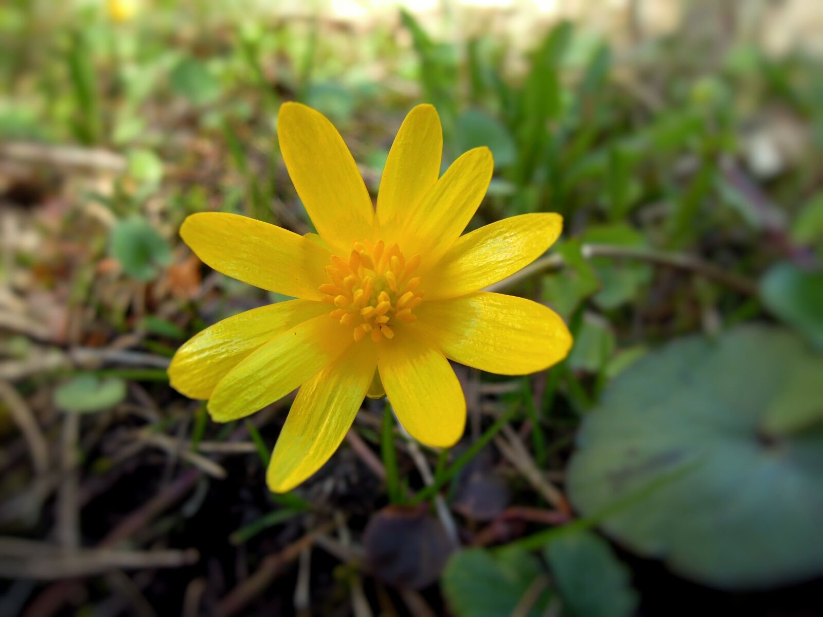 Nikon Coolpix P300 sample photo. Flower, spring, spring plant photography