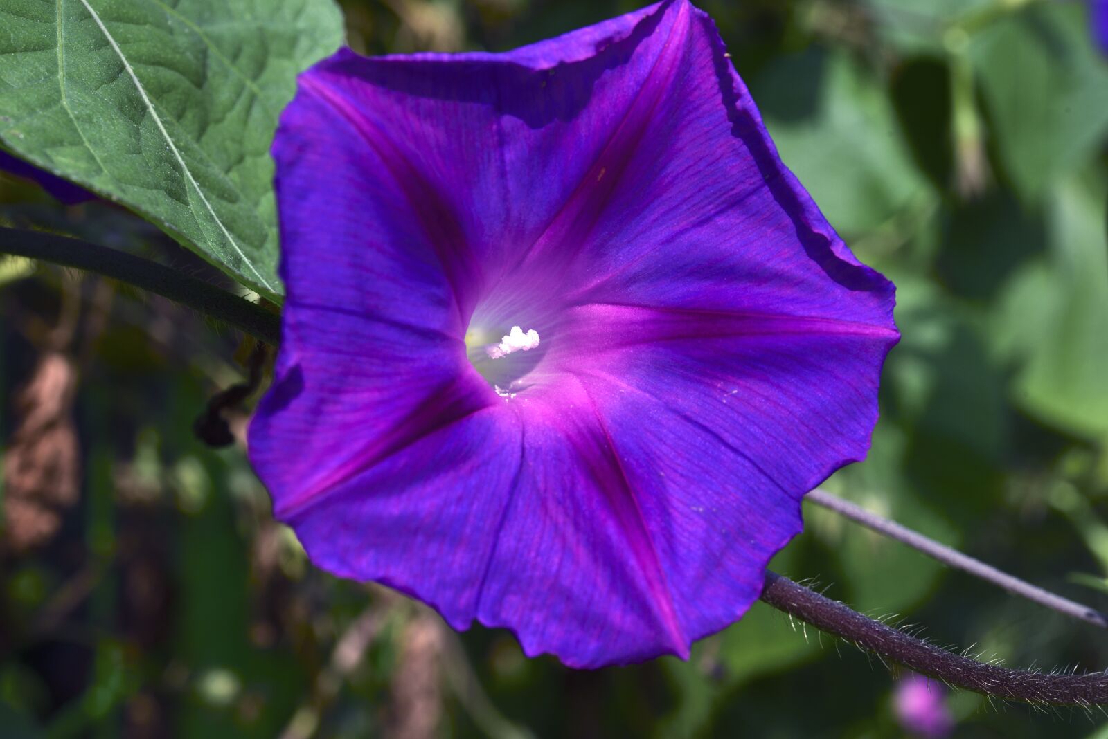 Nikon D750 sample photo. Purple petunia, affix, macro photography