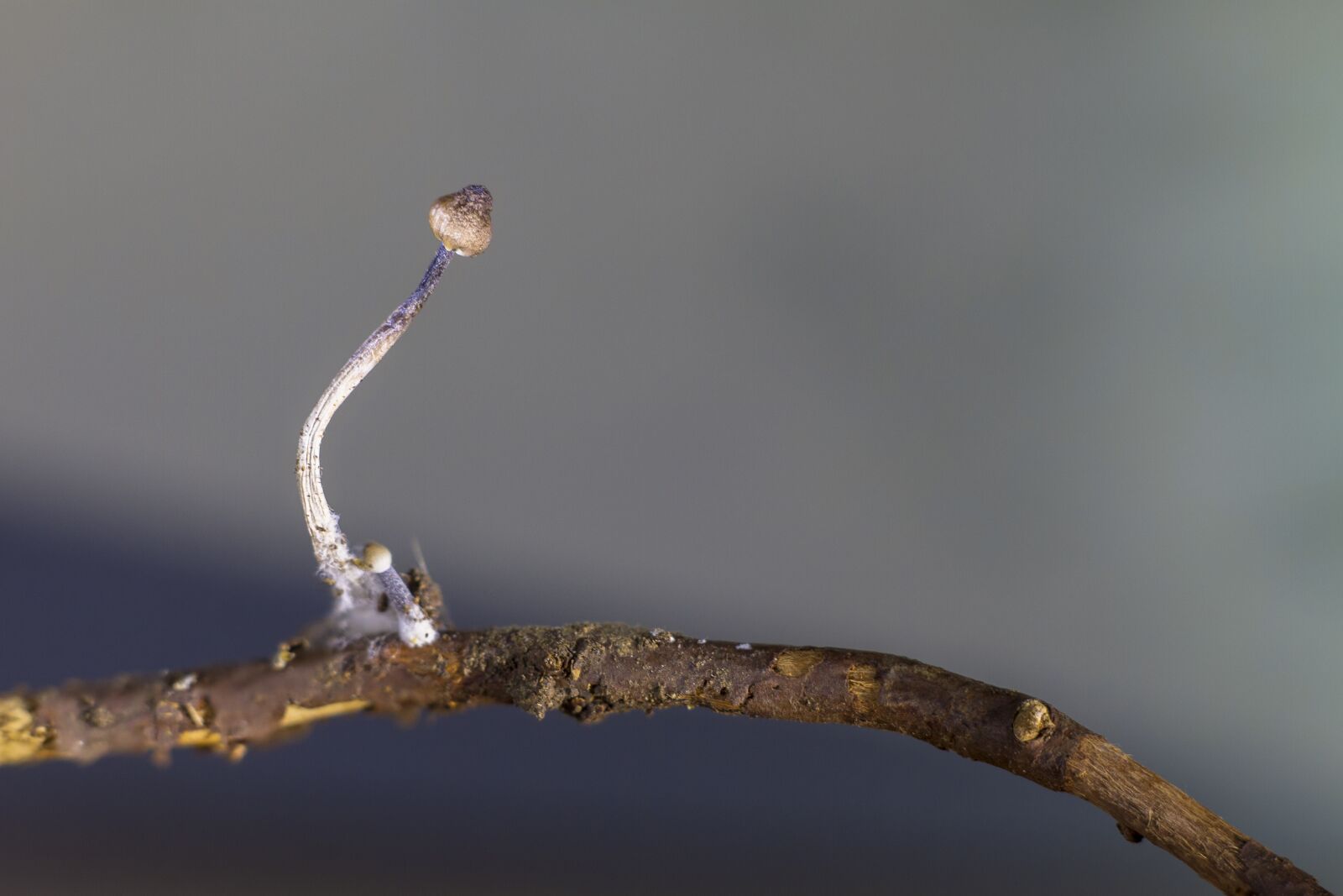 Canon EOS 7D sample photo. Mushroom, nature, small mushroom photography