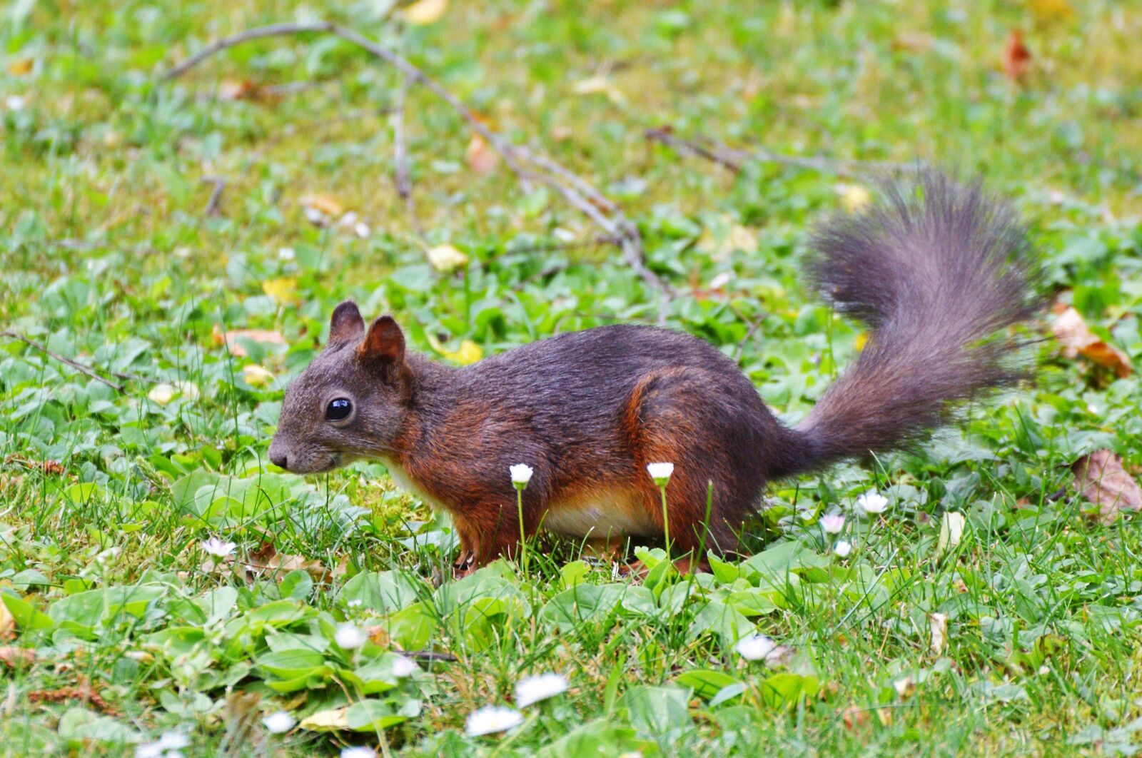 Nikon D3200 sample photo. Squirrel, nager, rodent photography