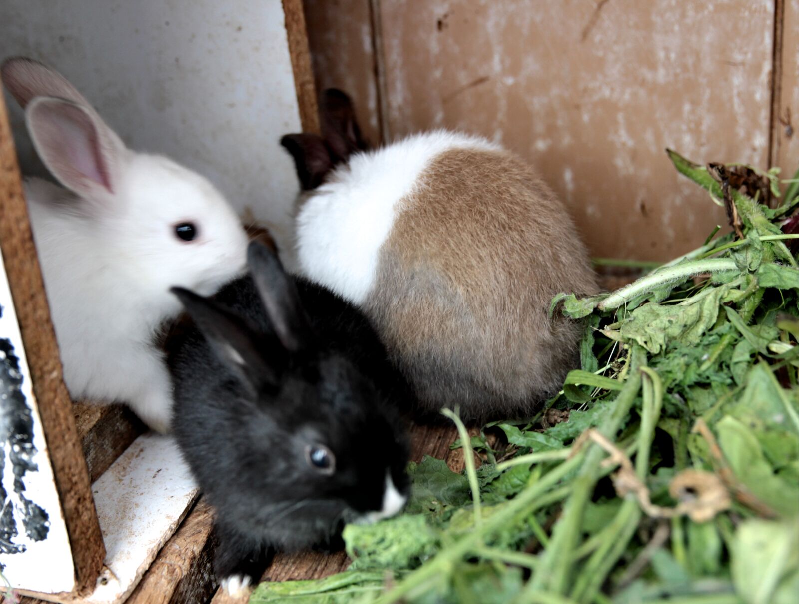 Canon EOS 550D (EOS Rebel T2i / EOS Kiss X4) sample photo. Rabbit, rabbits, cute photography