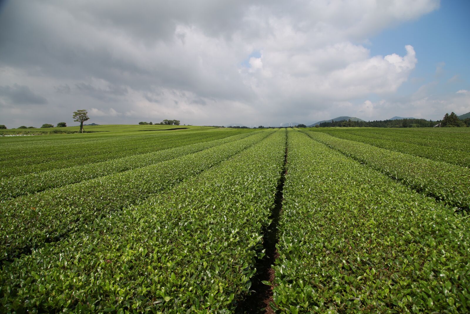 Canon EOS 6D + Canon EF 24-105mm F4L IS USM sample photo. Tea, green tea plantation photography