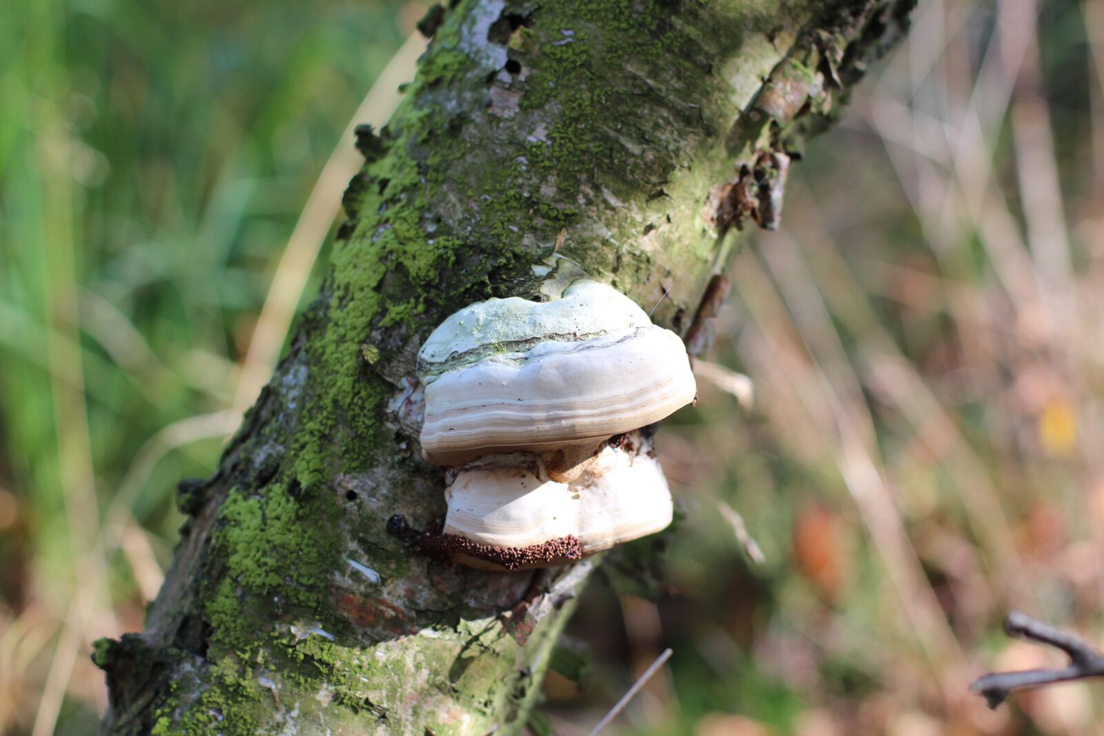 Canon EOS 600D (Rebel EOS T3i / EOS Kiss X5) + Canon EF 50mm F1.4 USM sample photo. Tree fungus, mushroom, log photography