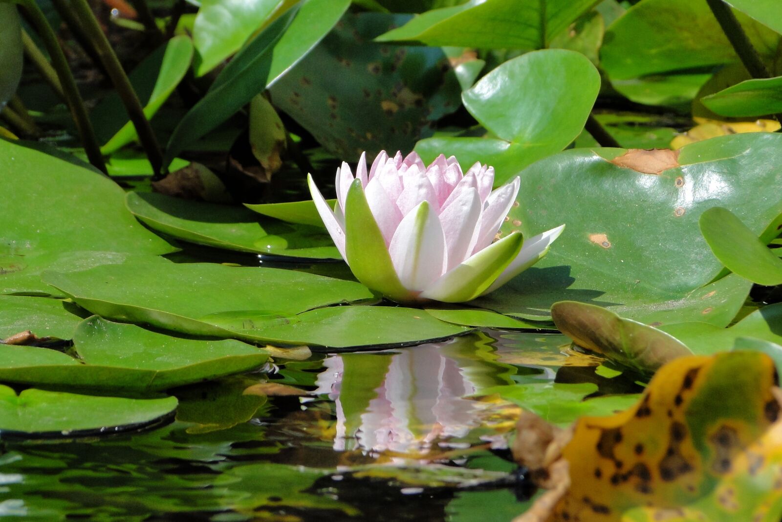 Sony Cyber-shot DSC-HX1 sample photo. Aquatic plants, nymphaea alba photography