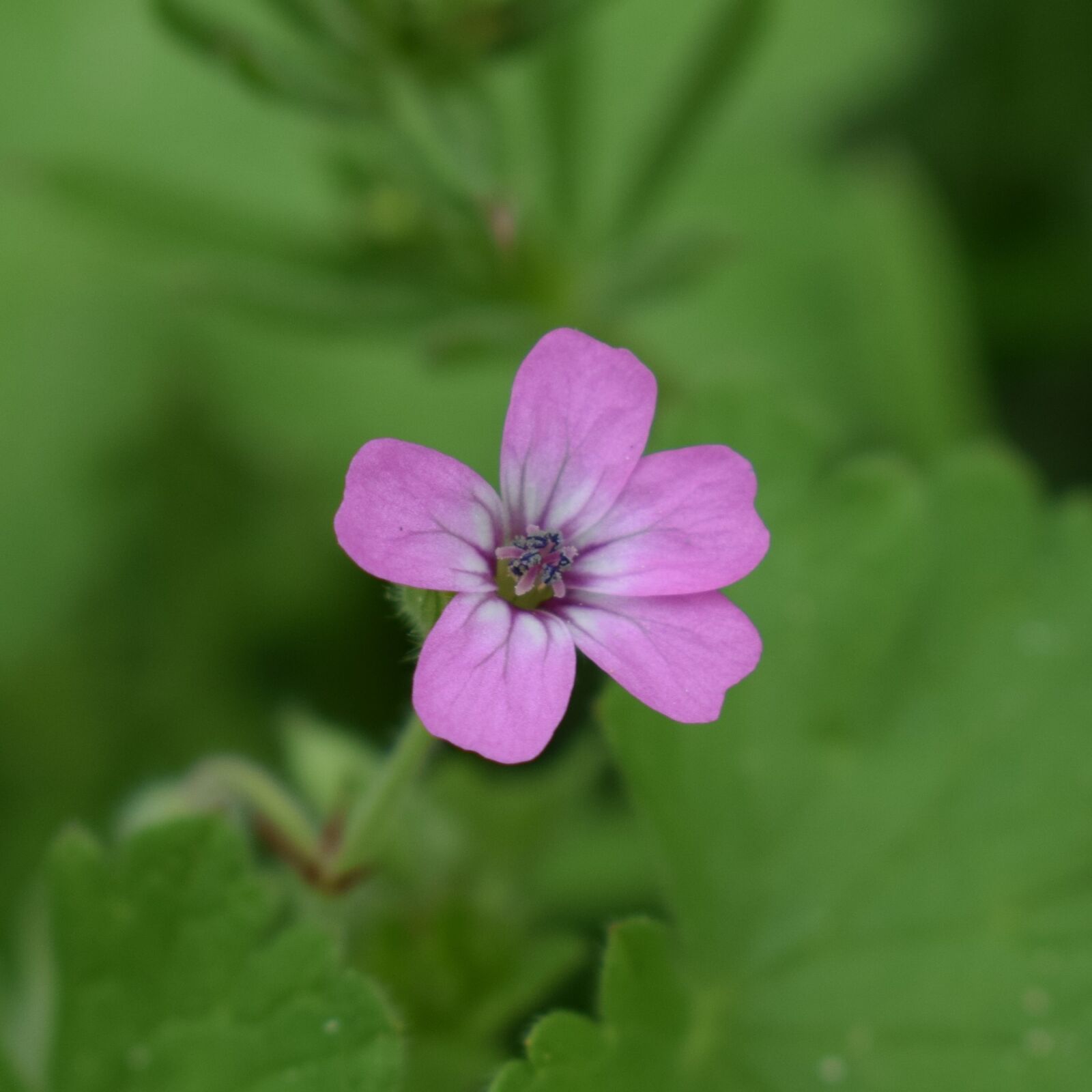 Nikon D3300 sample photo. Wild flower, pink, plant photography
