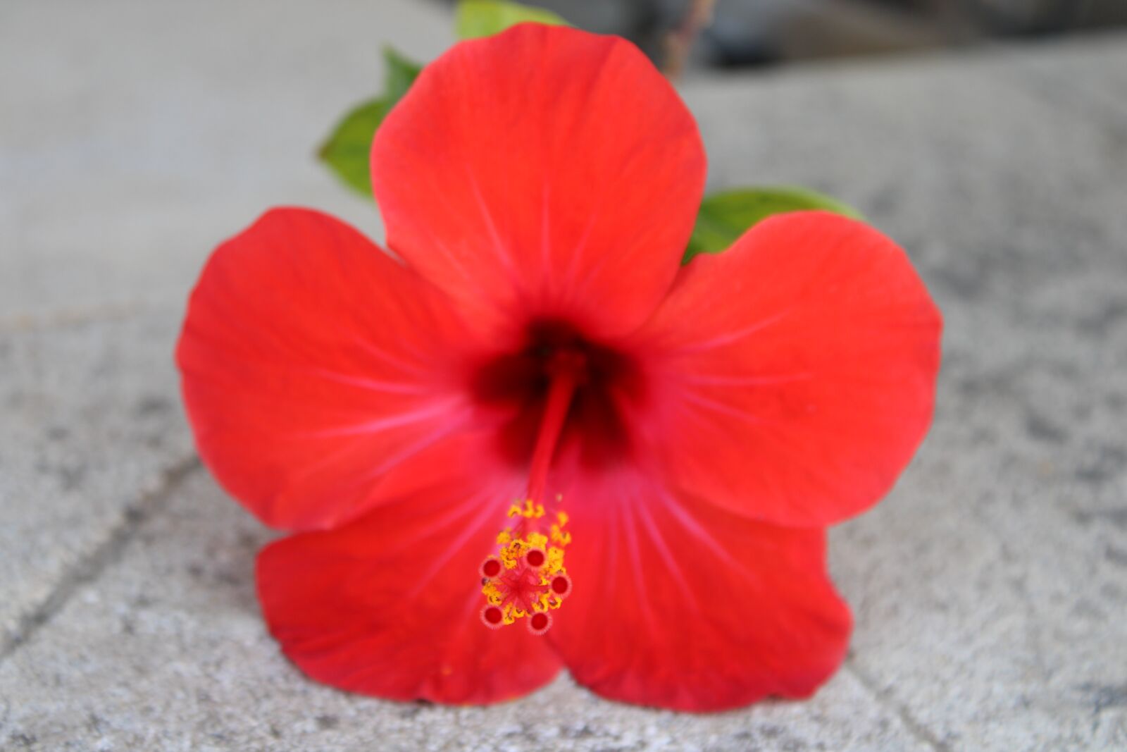 Canon EOS 2000D (EOS Rebel T7 / EOS Kiss X90 / EOS 1500D) sample photo. Flower, red, street photography