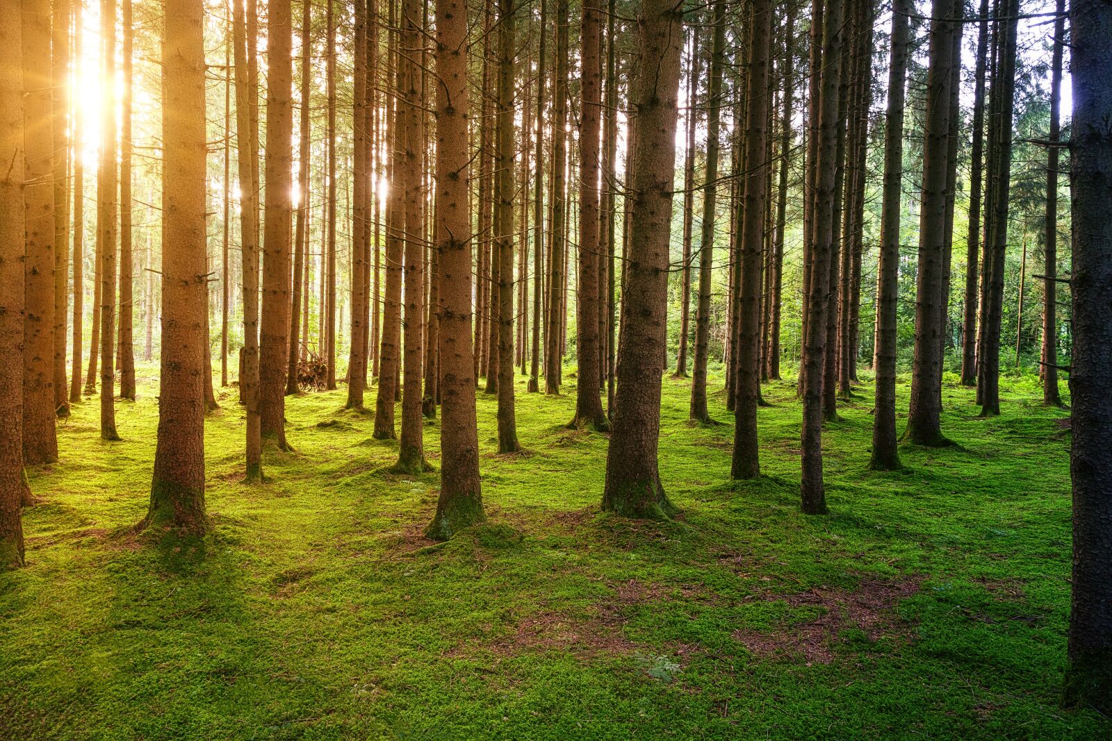 Canon EOS 5D sample photo. Forest, light, sun photography