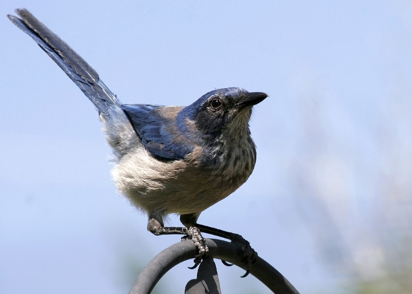 Canon EOS 20D sample photo. Deltona, scrub jay, lyonia photography