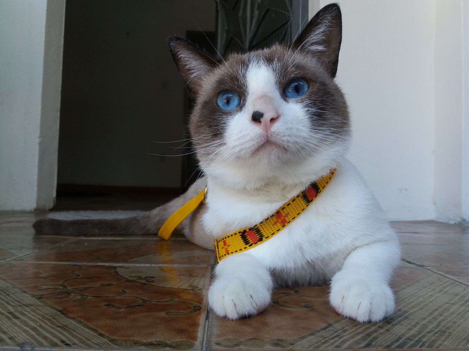 Samsung Galaxy J5 sample photo. Cat, siamese, looking photography