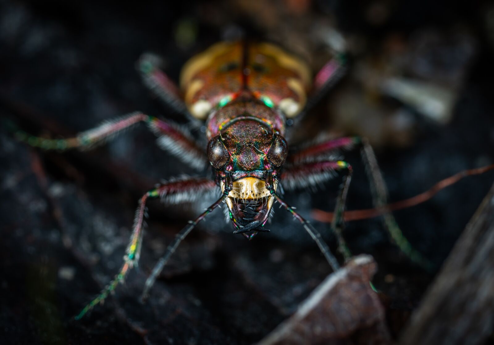 Sony a7R II sample photo. Bespozvonochnoe, insect, nature photography