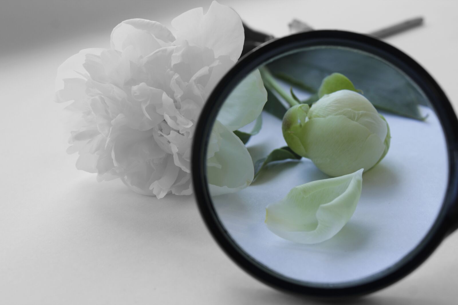Canon EOS 600D (Rebel EOS T3i / EOS Kiss X5) sample photo. Petal, peony, flowers photography