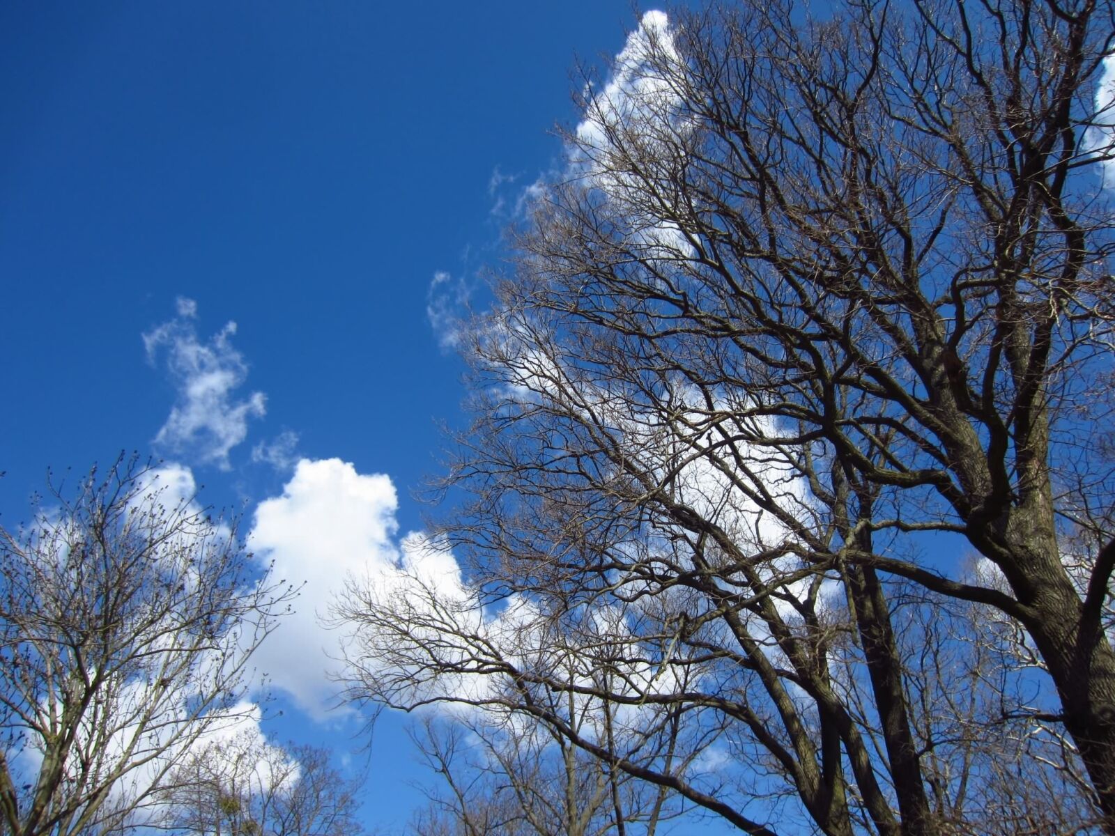 Canon PowerShot ELPH 300 HS (IXUS 220 HS / IXY 410F) sample photo. Tree, kahl, cloud photography