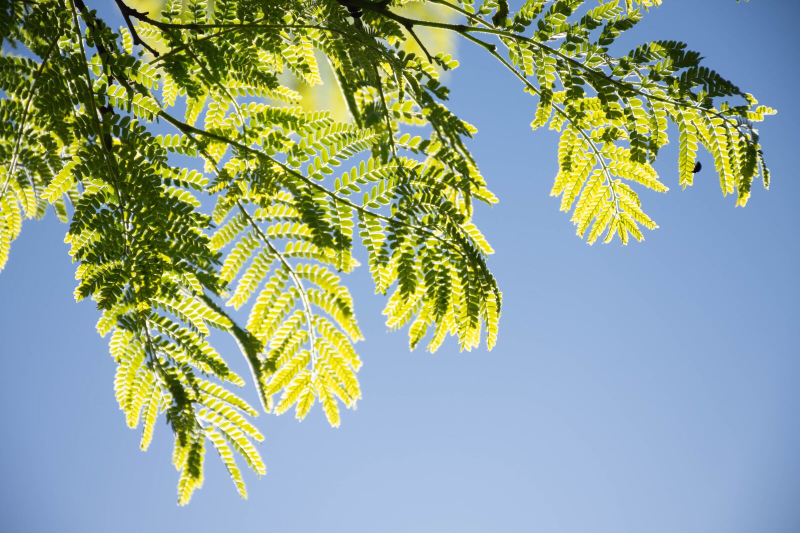 Nikon D7200 sample photo. Tree, branches, leaves photography