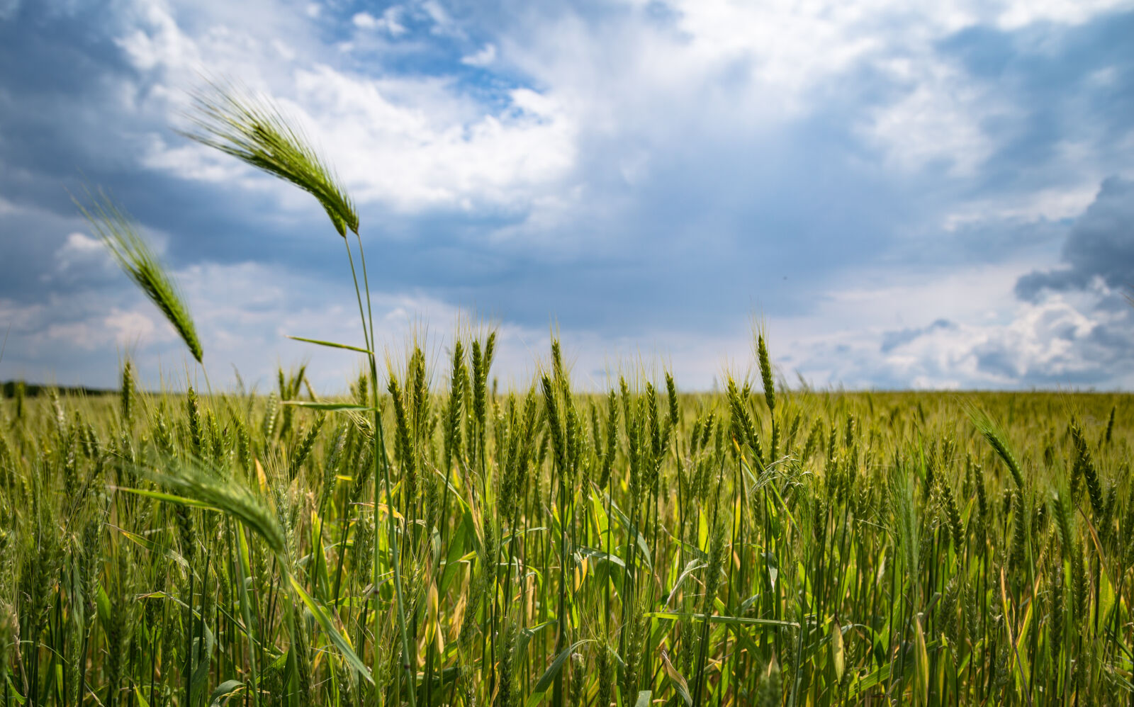 Canon EF 24-105mm F4L IS USM sample photo. Cropland photography