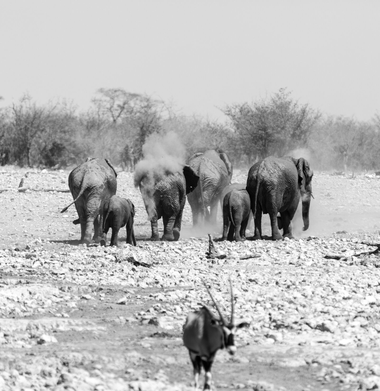 Canon EOS 5D Mark IV + 150-600mm F5-6.3 DG OS HSM | Contemporary 015 sample photo. Family, elephant, namibia photography