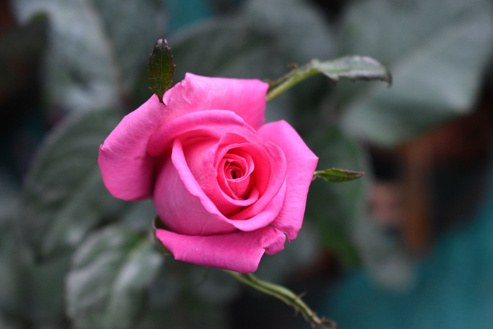 Nikon D5600 sample photo. Rose, flower, plant photography