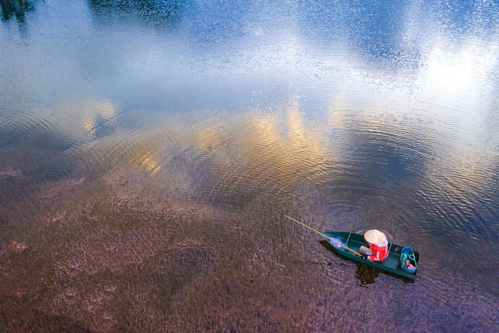 Hasselblad L1D-20c sample photo. Pink algae, pink, algae photography