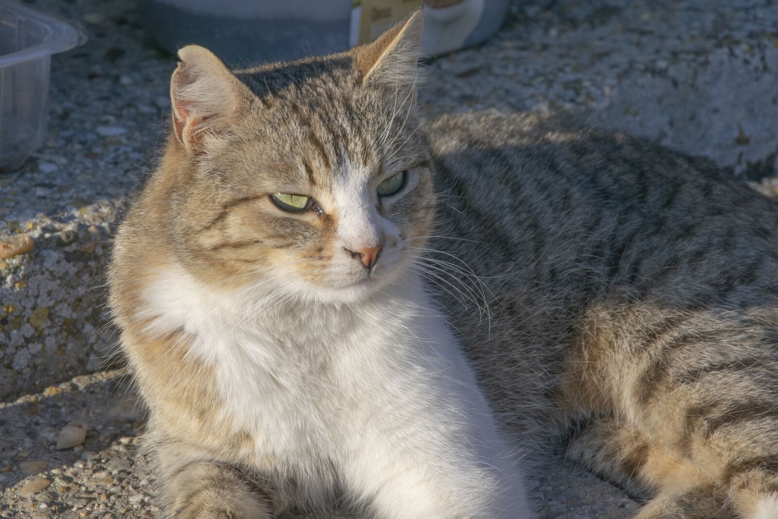 Nikon D3300 sample photo. Cat, kitten, cute photography