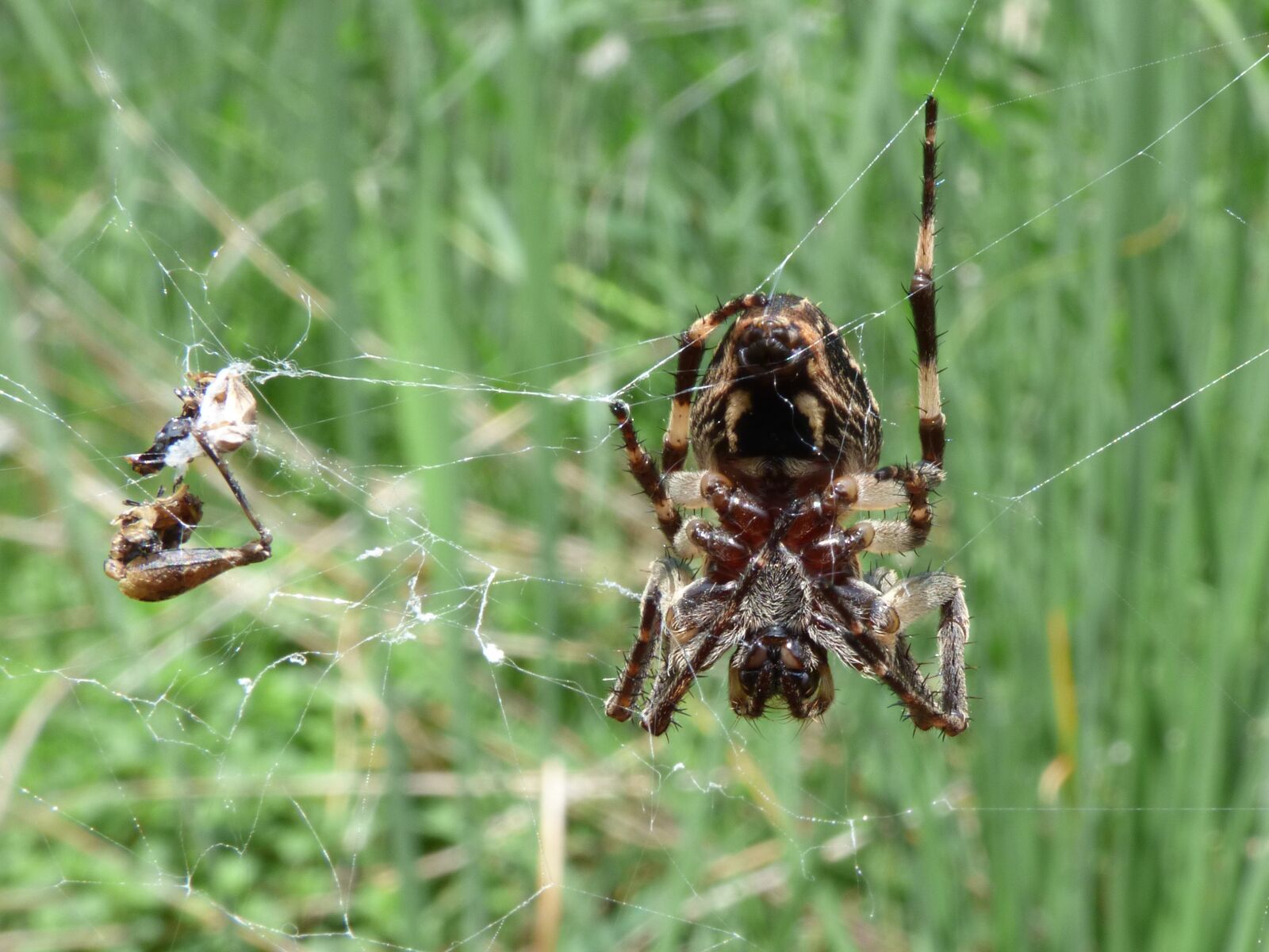Panasonic Lumix DMC-FZ70 sample photo. Spider, arachnid, agalenatea redii photography