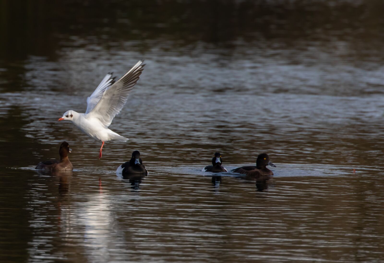 Canon EOS 7D Mark II sample photo. Black headed gull, winter photography