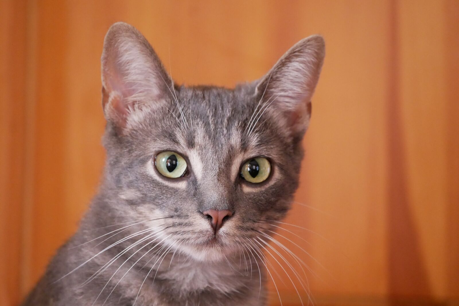 Panasonic Lumix DMC-GX85 (Lumix DMC-GX80 / Lumix DMC-GX7 Mark II) sample photo. Animal, cat pose, eyes photography