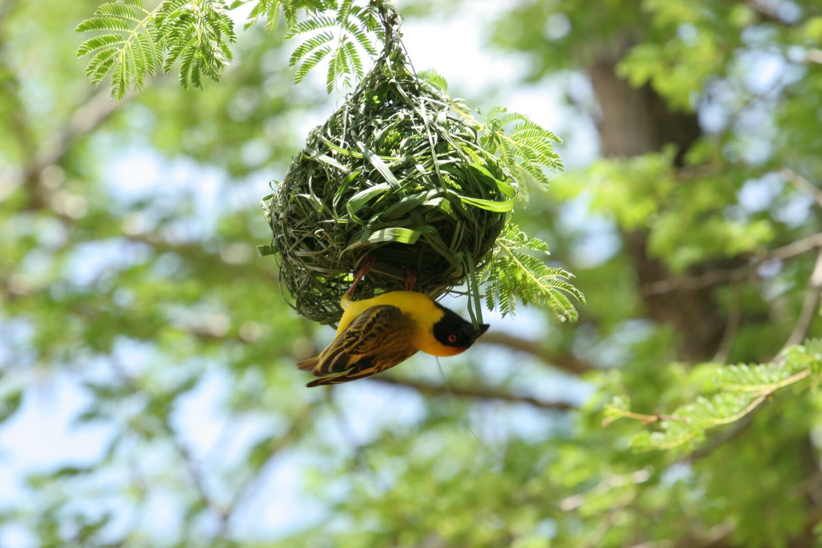 Canon EOS 20D sample photo. Webervogel, nest, kalahari desert photography